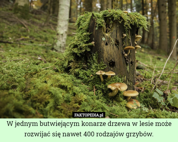 W jednym butwiejącym konarze drzewa w lesie może rozwijać się nawet 400 rodzajów grzybów. 