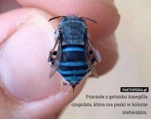 Pszczoła z gatunku Amegilla cingulata, która ma paski w kolorze niebieskim. 
