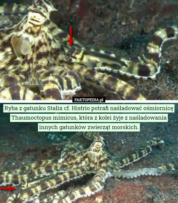 Ryba z gatunku Stalix cf. Histrio potrafi naśladować ośmiornicę Thaumoctopus mimicus, która z kolei żyje z naśladowania innych gatunków zwierząt morskich. 
