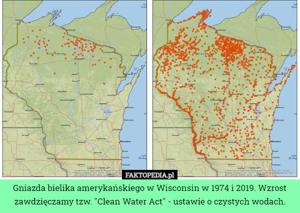 Gniazda bielika amerykańskiego w Wisconsin w 1974 i 2019. Wzrost zawdzięczamy tzw. "Clean Water Act" - ustawie o czystych wodach. 