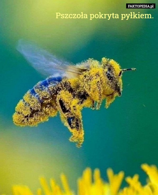 Pszczoła pokryta pyłkiem. 