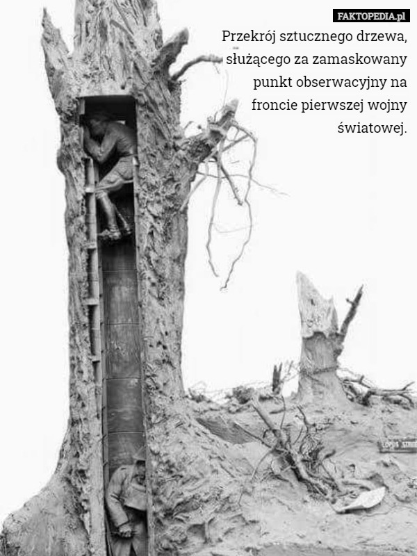 Przekrój sztucznego drzewa, służącego za zamaskowany punkt obserwacyjny na froncie pierwszej wojny światowej. 