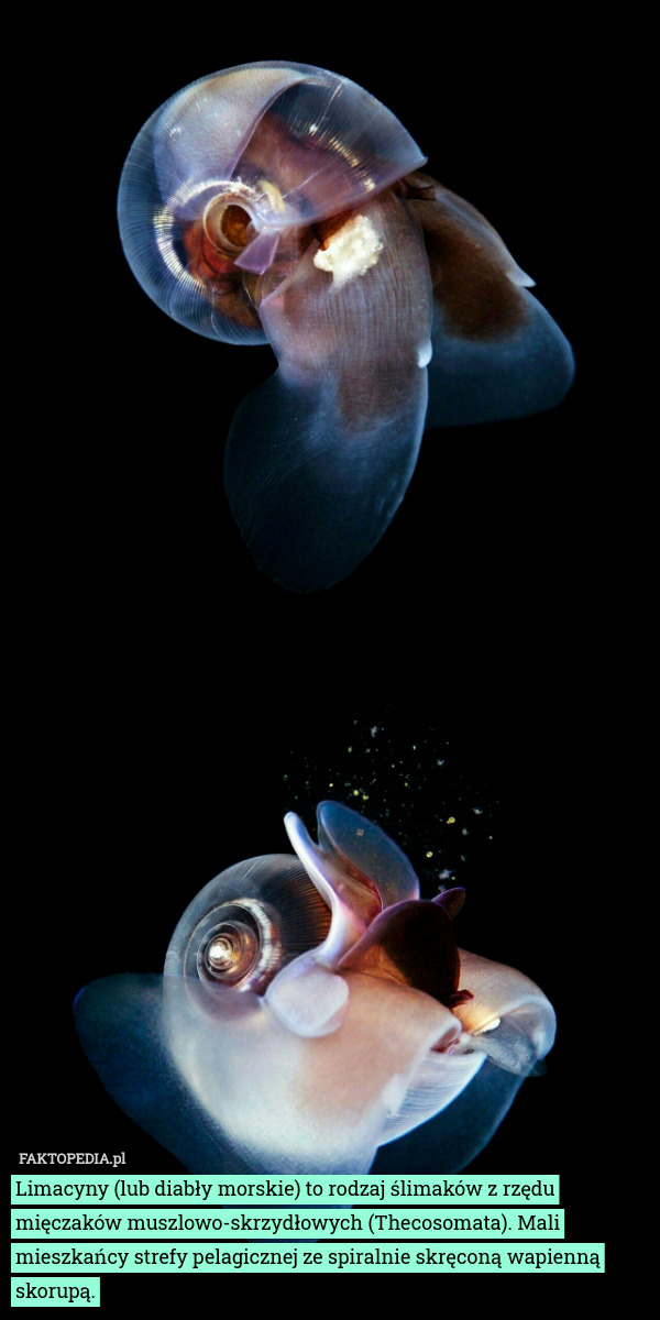 Limacyny (lub diabły morskie) to rodzaj ślimaków z rzędu mięczaków muszlowo-skrzydłowych (Thecosomata). Mali mieszkańcy strefy pelagicznej ze spiralnie skręconą wapienną skorupą. 