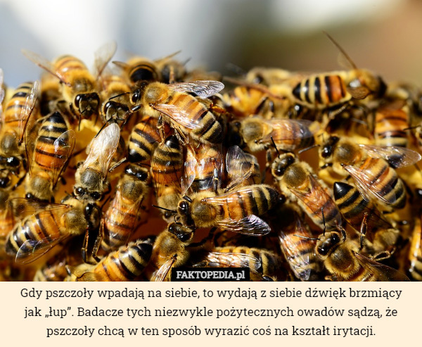Gdy pszczoły wpadają na siebie, to wydają z siebie dźwięk brzmiący
jak „łup”. Badacze tych niezwykle pożytecznych owadów sądzą, że pszczoły chcą w ten sposób wyrazić coś na kształt irytacji. 