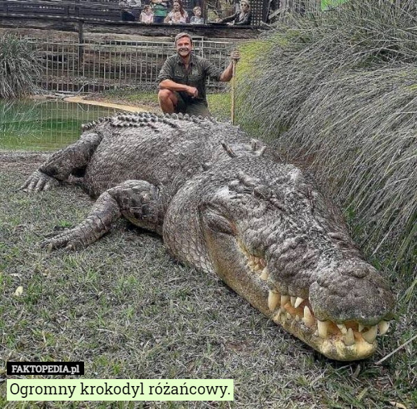 Ogromny krokodyl różańcowy. 