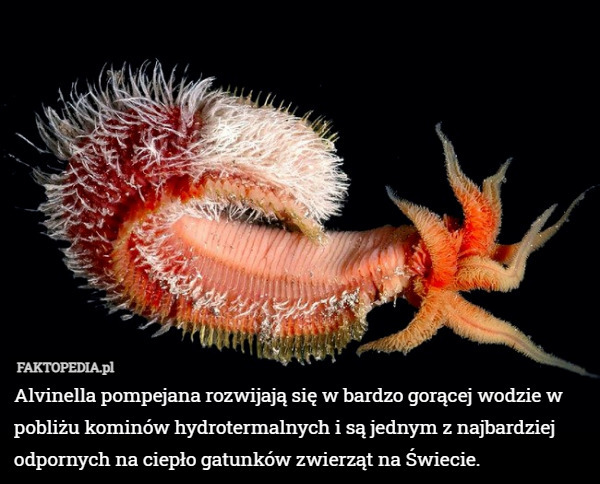 Alvinella pompejana rozwijają się w bardzo gorącej wodzie w pobliżu kominów hydrotermalnych i są jednym z najbardziej odpornych na ciepło gatunków zwierząt na Świecie. 