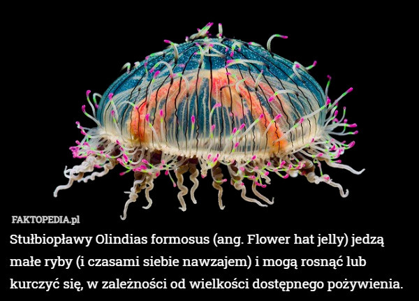 Stułbiopławy Olindias formosus (ang. Flower hat jelly) jedzą małe ryby (i czasami siebie nawzajem) i mogą rosnąć lub kurczyć się, w zależności od wielkości dostępnego pożywienia. 