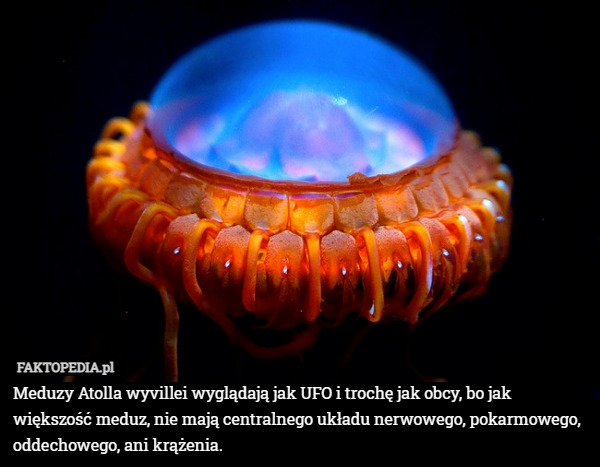 Meduzy Atolla wyvillei wyglądają jak UFO i trochę jak obcy, bo jak większość meduz, nie mają centralnego układu nerwowego, pokarmowego, oddechowego, ani krążenia. 