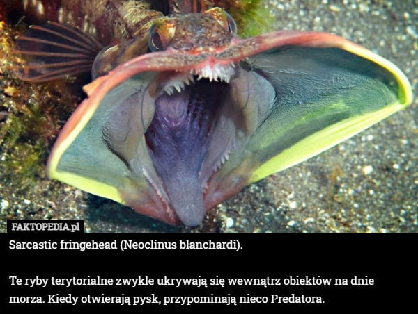 Sarcastic fringehead (Neoclinus blanchardi).

Te ryby terytorialne zwykle ukrywają się wewnątrz obiektów na dnie morza. Kiedy otwierają pysk, przypominają nieco Predatora. 