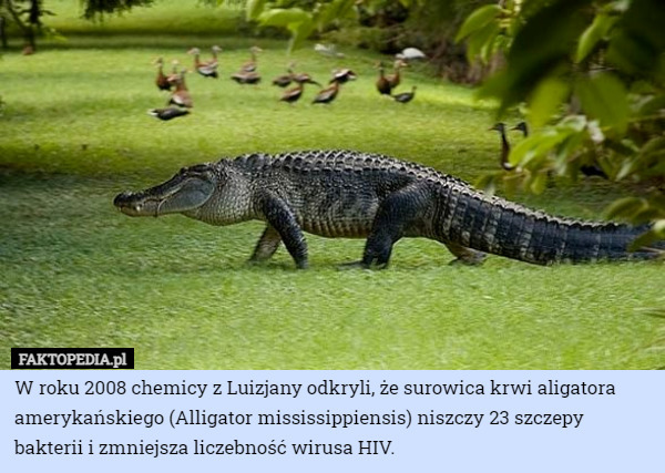 W roku 2008 chemicy z Luizjany odkryli, że surowica krwi aligatora amerykańskiego (Alligator mississippiensis) niszczy 23 szczepy bakterii i zmniejsza liczebność wirusa HIV. 