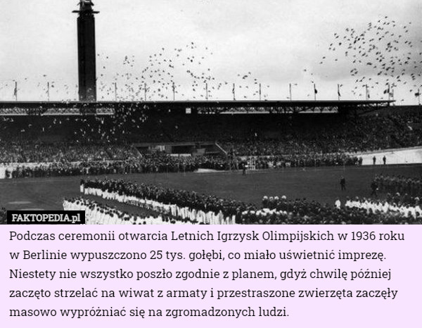 Podczas ceremonii otwarcia Letnich Igrzysk Olimpijskich w 1936 roku w Berlinie wypuszczono 25 tys. gołębi, co miało uświetnić imprezę. Niestety nie wszystko poszło zgodnie z planem, gdyż chwilę później zaczęto strzelać na wiwat z armaty i przestraszone zwierzęta zaczęły masowo wypróżniać się na zgromadzonych ludzi. 