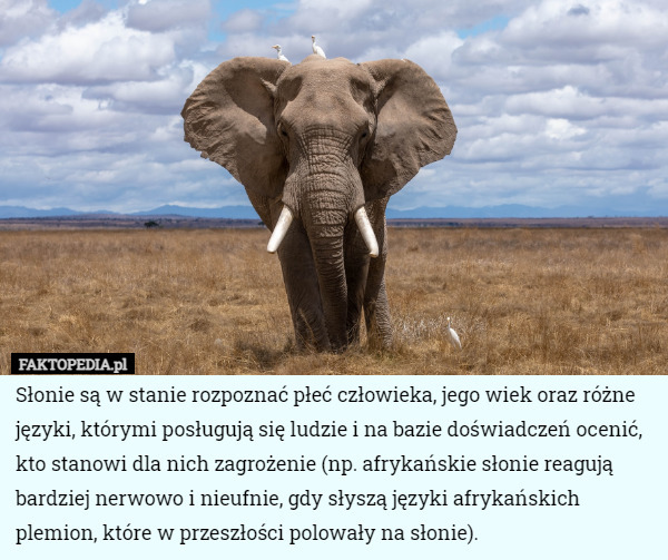Słonie są w stanie rozpoznać płeć człowieka, jego wiek oraz różne języki, którymi posługują się ludzie i na bazie doświadczeń ocenić, kto stanowi dla nich zagrożenie (np. afrykańskie słonie reagują bardziej nerwowo i nieufnie, gdy słyszą języki afrykańskich plemion, które w przeszłości polowały na słonie). 