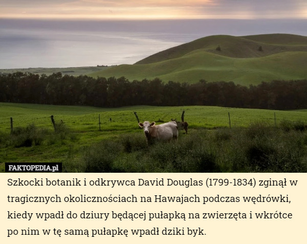 Szkocki botanik i odkrywca David Douglas (1799-1834) zginął w tragicznych okolicznościach na Hawajach podczas wędrówki, kiedy wpadł do dziury będącej pułapką na zwierzęta i wkrótce po nim w tę samą pułapkę wpadł dziki byk. 