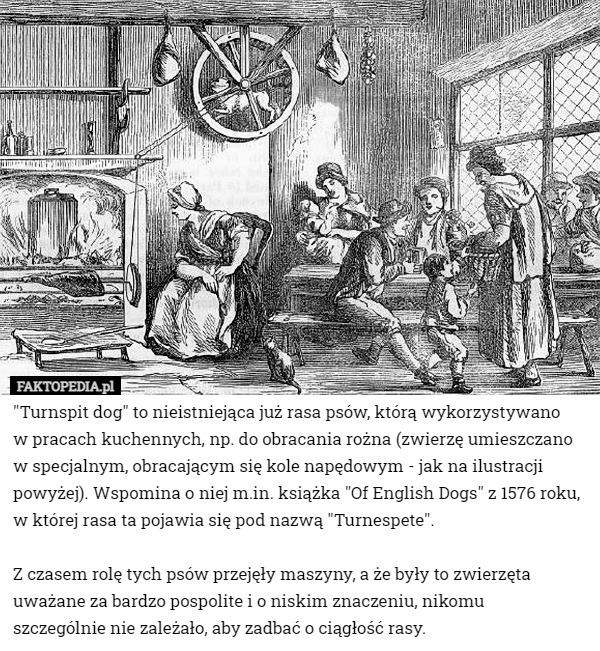 "Turnspit dog" to nieistniejąca już rasa psów, którą wykorzystywano
 w pracach kuchennych, np. do obracania rożna (zwierzę umieszczano w specjalnym, obracającym się kole napędowym - jak na ilustracji powyżej). Wspomina o niej m.in. książka "Of English Dogs" z 1576 roku, w której rasa ta pojawia się pod nazwą "Turnespete".

 Z czasem rolę tych psów przejęły maszyny, a że były to zwierzęta uważane za bardzo pospolite i o niskim znaczeniu, nikomu
 szczególnie nie zależało, aby zadbać o ciągłość rasy. 