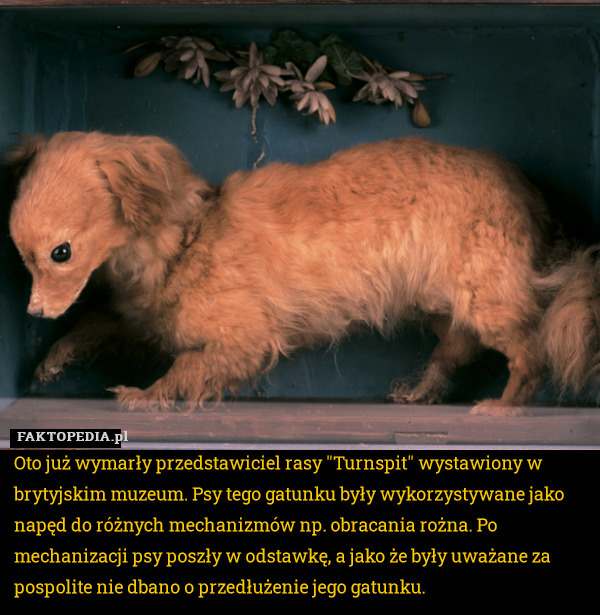 Oto już wymarły przedstawiciel rasy "Turnspit" wystawiony w brytyjskim muzeum. Psy tego gatunku były wykorzystywane jako napęd do różnych mechanizmów np. obracania rożna. Po mechanizacji psy poszły w odstawkę, a jako że były uważane za pospolite nie dbano o przedłużenie jego gatunku. 
