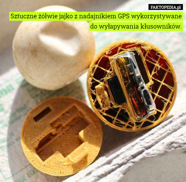 Sztuczne żółwie jajko z nadajnikiem GPS wykorzystywane do wyłapywania kłusowników. 