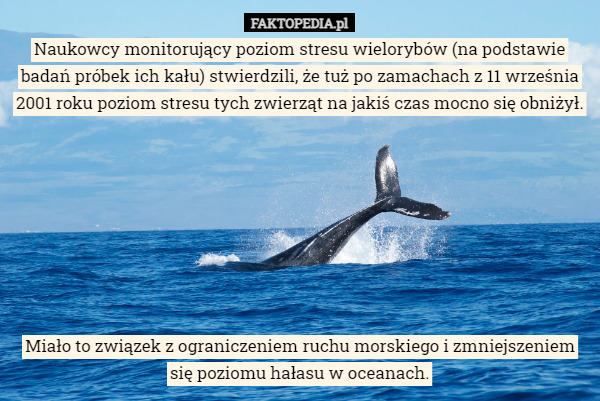 Naukowcy monitorujący poziom stresu wielorybów (na podstawie badań próbek ich kału) stwierdzili, że tuż po zamachach z 11 września 2001 roku poziom stresu tych zwierząt na jakiś czas mocno się obniżył.








 Miało to związek z ograniczeniem ruchu morskiego i zmniejszeniem się poziomu hałasu w oceanach. 
