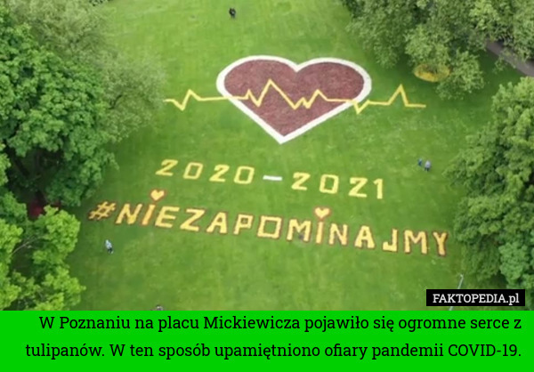 W Poznaniu na placu Mickiewicza pojawiło się ogromne serce z tulipanów. W ten sposób upamiętniono ofiary pandemii COVID-19. 