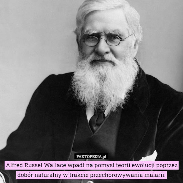 Alfred Russel Wallace wpadł na pomysł teorii ewolucji poprzez dobór naturalny w trakcie przechorowywania malarii. 