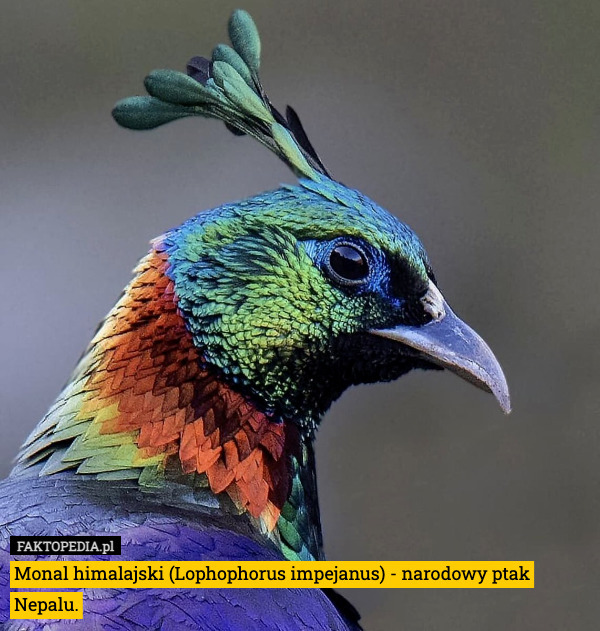 Monal himalajski (Lophophorus impejanus) - narodowy ptak Nepalu. 
