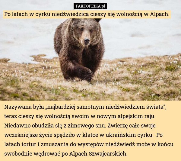 Po latach w cyrku niedźwiedzica cieszy się wolnością w Alpach. Nazywana była „najbardziej samotnym niedźwiedziem świata”, teraz cieszy się wolnością swoim w nowym alpejskim raju. Niedawno obudziła się z zimowego snu. Zwierzę całe swoje wcześniejsze życie spędziło w klatce w ukraińskim cyrku.  Po latach tortur i zmuszania do występów niedźwiedź może w końcu swobodnie wędrować po Alpach Szwajcarskich. 