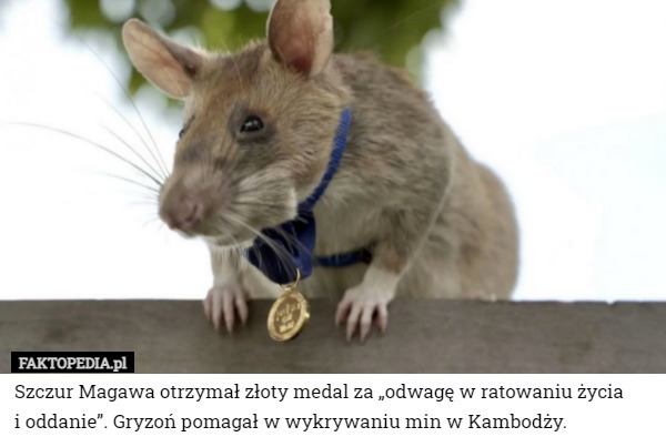 Szczur Magawa otrzymał złoty medal za „odwagę w ratowaniu życia
 i oddanie”. Gryzoń pomagał w wykrywaniu min w Kambodży. 