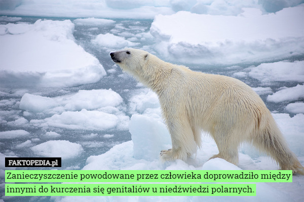 Zanieczyszczenie powodowane przez człowieka doprowadziło między innymi do kurczenia się genitaliów u niedźwiedzi polarnych. 