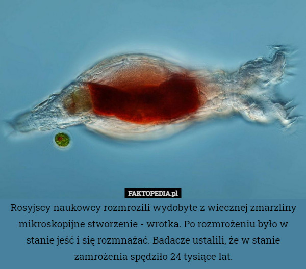 Rosyjscy naukowcy rozmrozili wydobyte z wiecznej zmarzliny mikroskopijne stworzenie - wrotka. Po rozmrożeniu było w stanie jeść i się rozmnażać. Badacze ustalili, że w stanie zamrożenia spędziło 24 tysiące lat. 