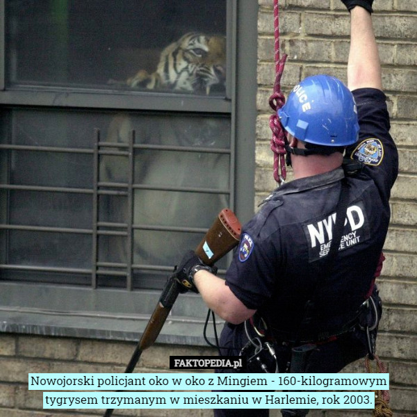 Nowojorski policjant oko w oko z Mingiem - 160-kilogramowym tygrysem trzymanym w mieszkaniu w Harlemie, rok 2003. 