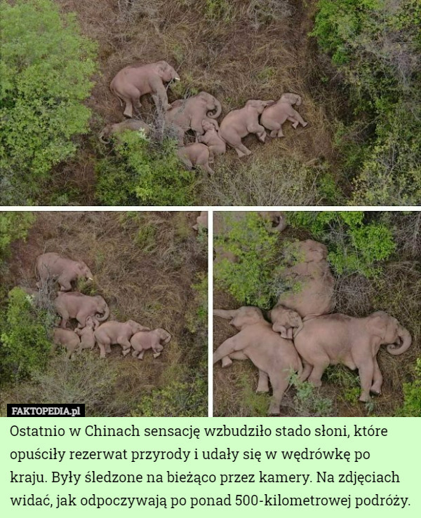 Ostatnio w Chinach sensację wzbudziło stado słoni, które opuściły rezerwat przyrody i udały się w wędrówkę po kraju. Były śledzone na bieżąco przez kamery. Na zdjęciach widać, jak odpoczywają po ponad 500-kilometrowej podróży. 