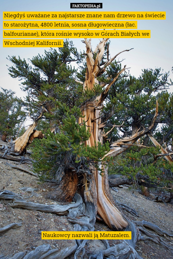 Niegdyś uważane za najstarsze znane nam drzewo na świecie to starożytna, 4800 letnia, sosna długowieczna (łac. balfourianae), która rośnie wysoko w Górach Białych we Wschodniej Kalifornii. Naukowcy nazwali ją Matuzalem. 