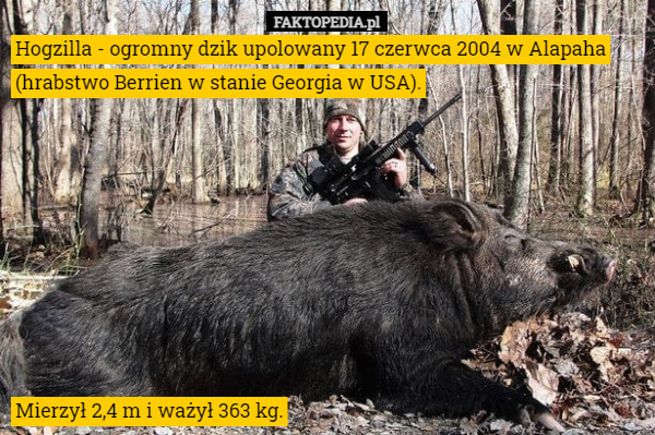Hogzilla - ogromny dzik upolowany 17 czerwca 2004 w Alapaha (hrabstwo Berrien w stanie Georgia w USA). Mierzył 2,4 m i ważył 363 kg. 