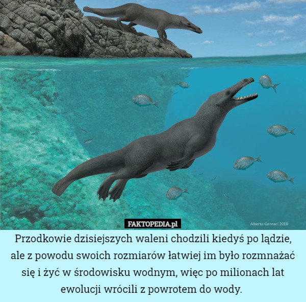 Przodkowie dzisiejszych waleni chodzili kiedyś po lądzie, ale z powodu swoich rozmiarów łatwiej im było rozmnażać się i żyć w środowisku wodnym, więc po milionach lat ewolucji wrócili z powrotem do wody. 
