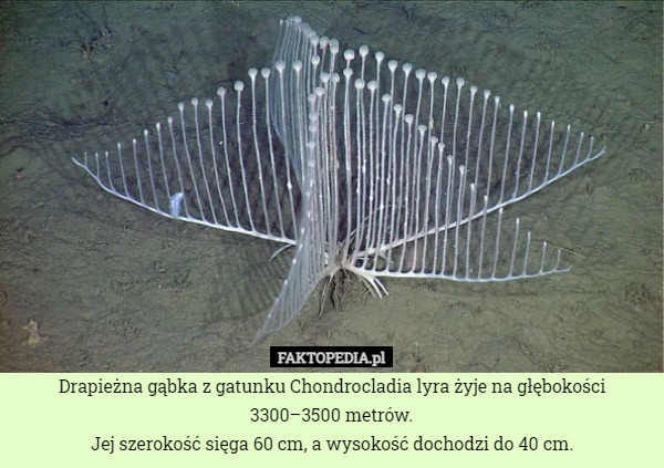 Drapieżna gąbka z gatunku Chondrocladia lyra żyje na głębokości 3300–3500 metrów.
Jej szerokość sięga 60 cm, a wysokość dochodzi do 40 cm. 