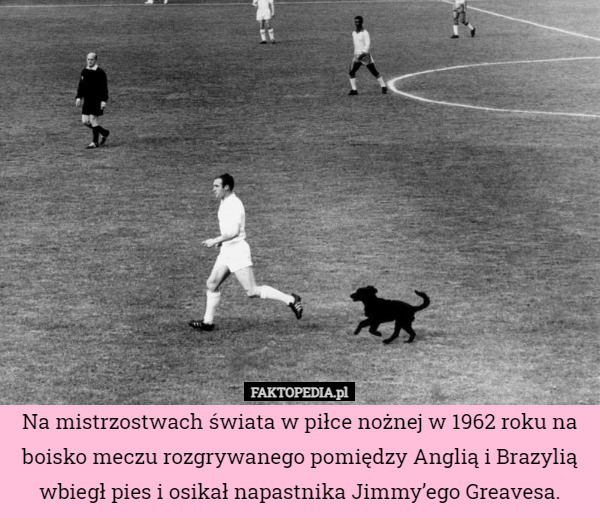 Na mistrzostwach świata w piłce nożnej w 1962 roku na boisko meczu rozgrywanego pomiędzy Anglią i Brazylią wbiegł pies i osikał napastnika Jimmy’ego Greavesa. 