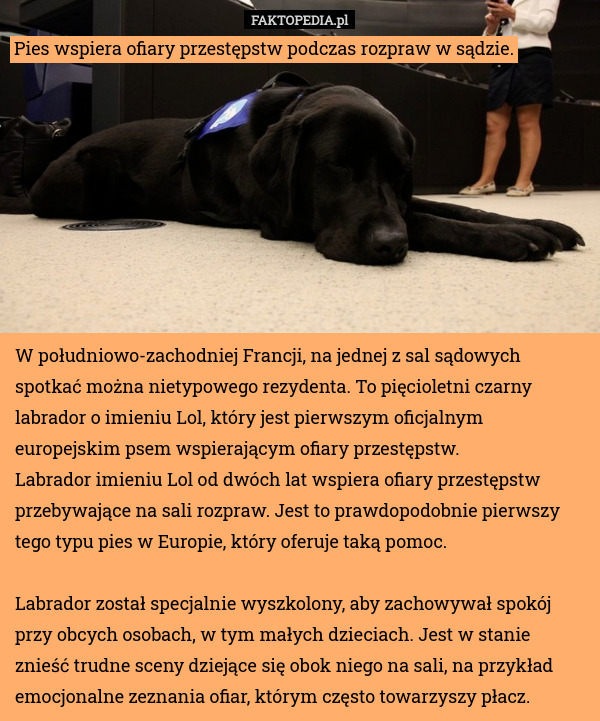 Pies wspiera ofiary przestępstw podczas rozpraw w sądzie. W południowo-zachodniej Francji, na jednej z sal sądowych spotkać można nietypowego rezydenta. To pięcioletni czarny labrador o imieniu Lol, który jest pierwszym oficjalnym europejskim psem wspierającym ofiary przestępstw.
Labrador imieniu Lol od dwóch lat wspiera ofiary przestępstw przebywające na sali rozpraw. Jest to prawdopodobnie pierwszy tego typu pies w Europie, który oferuje taką pomoc.

Labrador został specjalnie wyszkolony, aby zachowywał spokój przy obcych osobach, w tym małych dzieciach. Jest w stanie znieść trudne sceny dziejące się obok niego na sali, na przykład emocjonalne zeznania ofiar, którym często towarzyszy płacz. 