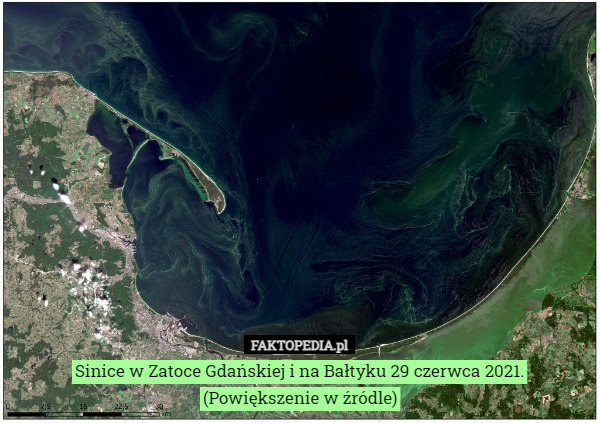Sinice w Zatoce Gdańskiej i na Bałtyku 29 czerwca 2021.
(Powiększenie w źródle) 