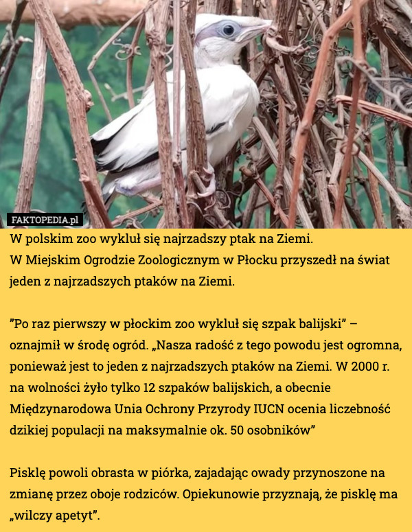 W polskim zoo wykluł się najrzadszy ptak na Ziemi.
W Miejskim Ogrodzie Zoologicznym w Płocku przyszedł na świat jeden z najrzadszych ptaków na Ziemi. 

”Po raz pierwszy w płockim zoo wykluł się szpak balijski” – oznajmił w środę ogród. „Nasza radość z tego powodu jest ogromna, ponieważ jest to jeden z najrzadszych ptaków na Ziemi. W 2000 r. na wolności żyło tylko 12 szpaków balijskich, a obecnie Międzynarodowa Unia Ochrony Przyrody IUCN ocenia liczebność dzikiej populacji na maksymalnie ok. 50 osobników” 

Pisklę powoli obrasta w piórka, zajadając owady przynoszone na zmianę przez oboje rodziców. Opiekunowie przyznają, że pisklę ma „wilczy apetyt”. 
