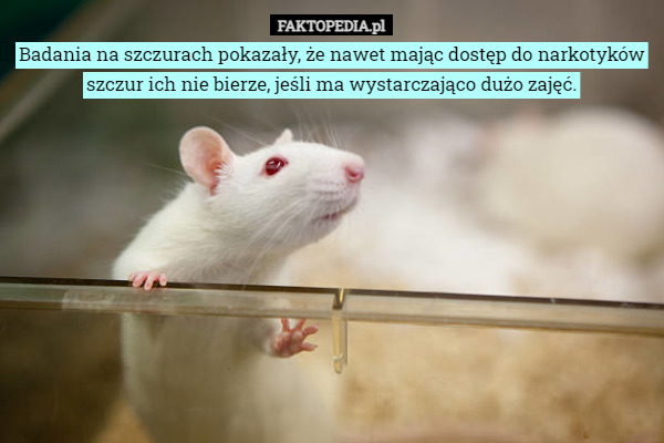 Badania na szczurach pokazały, że nawet mając dostęp do narkotyków szczur ich nie bierze, jeśli ma wystarczająco dużo zajęć. 