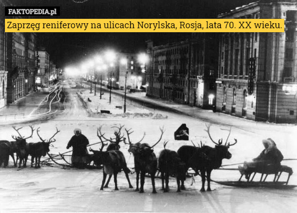 Zaprzęg reniferowy na ulicach Norylska, Rosja, lata 70. XX wieku. 