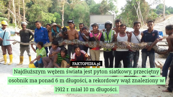 Najdłuższym wężem świata jest pyton siatkowy, przeciętny osobnik ma ponad 6 m długości, a rekordowy wąż znaleziony w 1912 r. miał 10 m długości. 