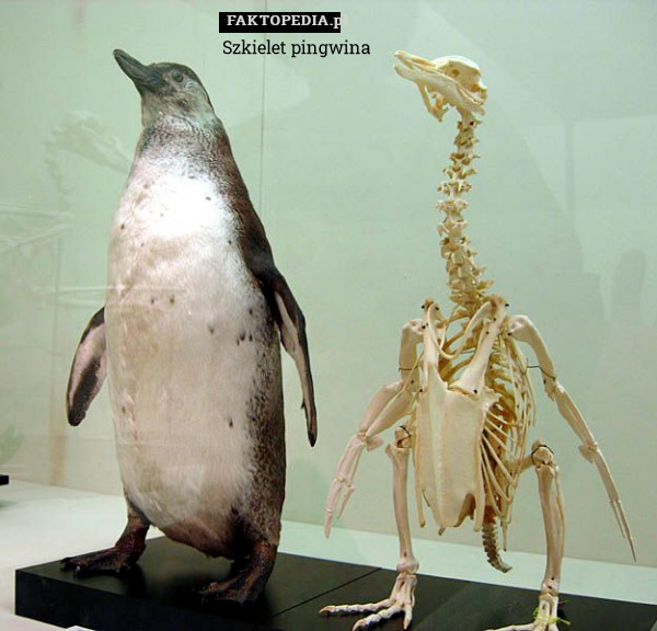Szkielet pingwina 