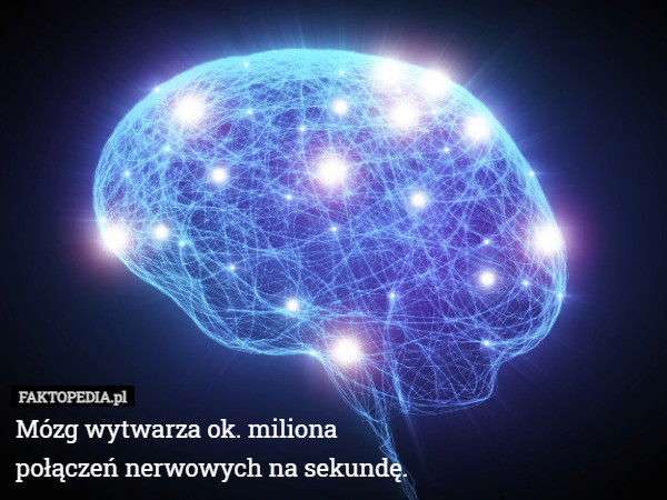 Mózg wytwarza ok. miliona
połączeń nerwowych na sekundę. 