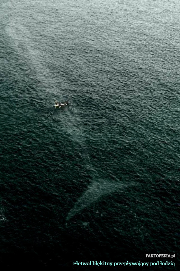 Płetwal błękitny przepływający pod łodzią. 