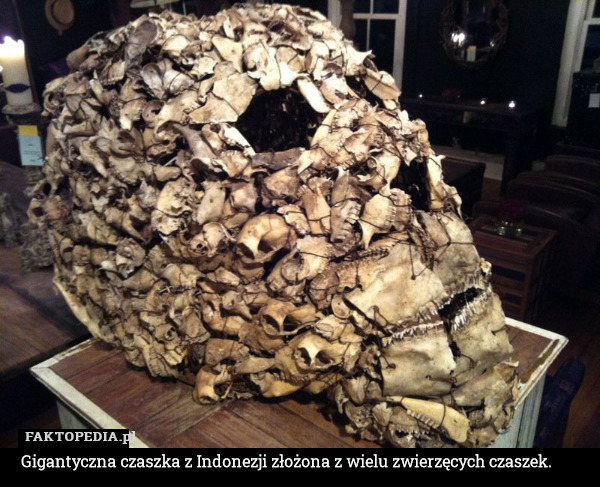Gigantyczna czaszka z Indonezji złożona z wielu zwierzęcych czaszek. 