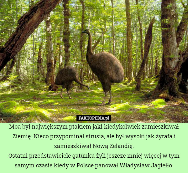 Moa był największym ptakiem jaki kiedykolwiek zamieszkiwał Ziemię. Nieco przypominał strusia, ale był wysoki jak żyrafa i zamieszkiwał Nową Zelandię.
Ostatni przedstawiciele gatunku żyli jeszcze mniej więcej w tym samym czasie kiedy w Polsce panował Władysław Jagiełło. 