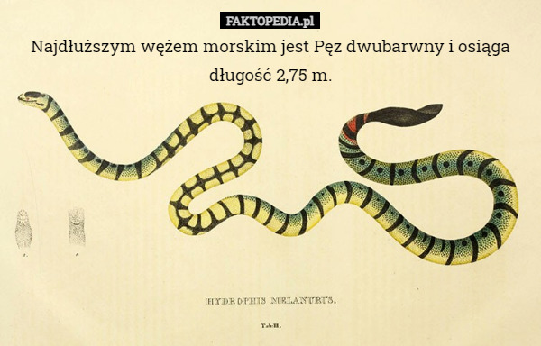 Najdłuższym wężem morskim jest Pęz dwubarwny i osiąga długość 2,75 m. 
