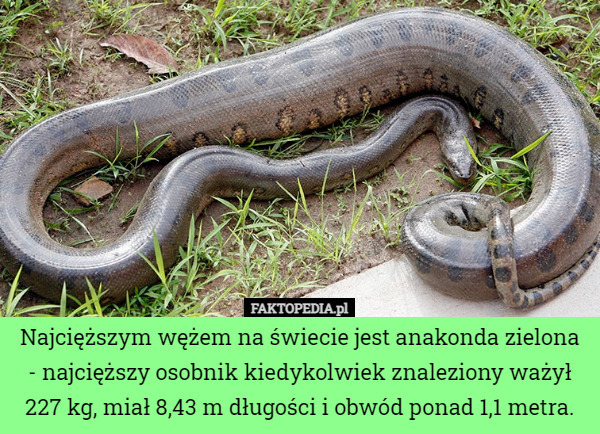 Najcięższym wężem na świecie jest anakonda zielona - najcięższy osobnik kiedykolwiek znaleziony ważył 227 kg, miał 8,43 m długości i obwód ponad 1,1 metra. 