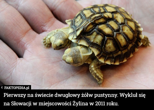 Pierwszy na świecie dwugłowy żółw pustynny. Wykluł się na Słowacji w miejscowości Żylina w 2011 roku. 