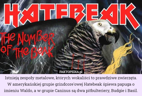 Istnieją zespoły metalowe, których wokaliści to prawdziwe zwierzęta. W amerykańskiej grupie grindcore'owej Hatebeak śpiewa papuga o imieniu Waldo, a w grupie Caninus są dwa pitbulteriery, Budgie i Basil. 